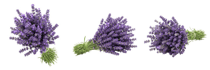 Set and collection of fresh lavender bouquets, aromatic purple flower bunches tied with green stems, dried herb bundles for aromatherapy isolated on white transparent PNG background © Homelander