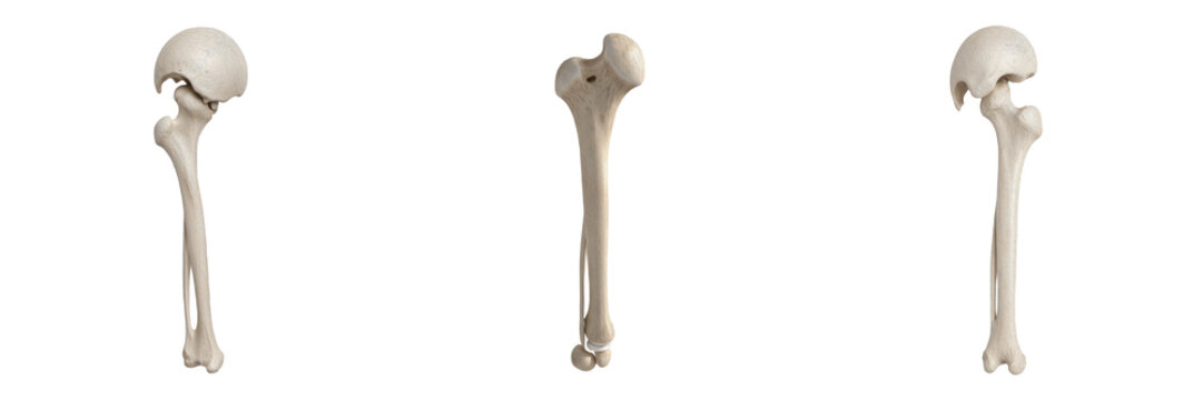 Human Femur and Hip Joint Anatomy Set with Acetabulum, Femoral Head, and Knee Condyle Details. Professional Medical Illustration of the Skeletal System for Healthcare and Education.