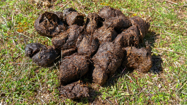 Fresh feces of an adult bear and a simple diet.