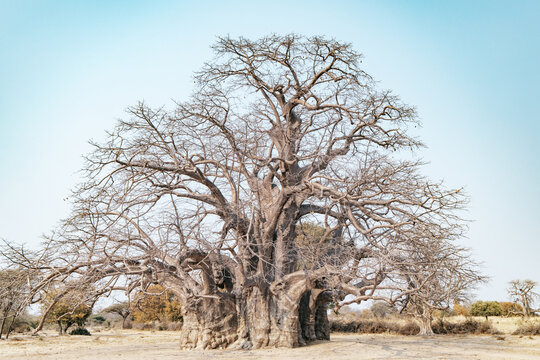 The colossal baobab of Xangongo, the largest tree in Angola, stands tall in Cunene province.