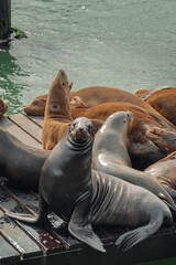 Fototapeta premium Group of California sea lions resting on wooden dock at Pier 39 San Francisco