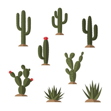 Collection of Different Cacti on a White Background