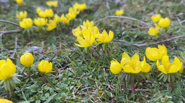 The delicate texture of yellow snowdrops and harbingers of spring.