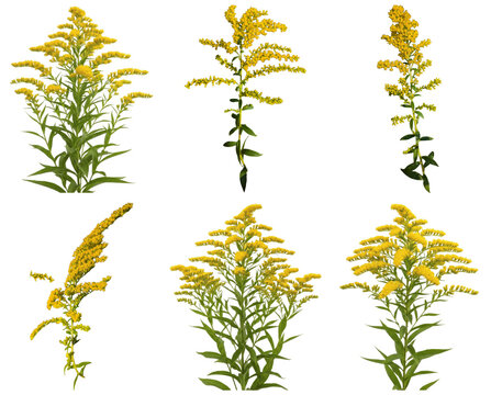Vibrant photograph of six individual goldenrod flower plants, known for their bright yellow blooms.