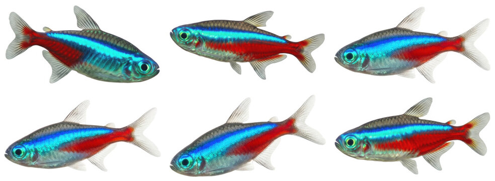 A captivating photograph of vibrant neon tetra fish, showcasing their iridescent blue and red stripes.
