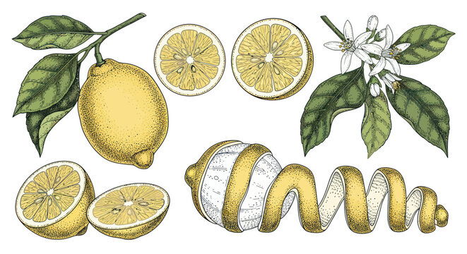 Vibrant Lemon Collection with Leaves and Blossoms.
