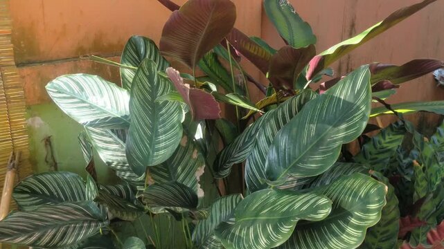 Lush Calathea Majestica Whitestar and Tropical Houseplants in Garden