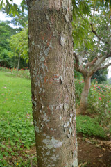 Fototapeta premium Close up of a lichen speckled tree trunk in a lush green park or garden, with soft focus trees and grass in the background, natural light