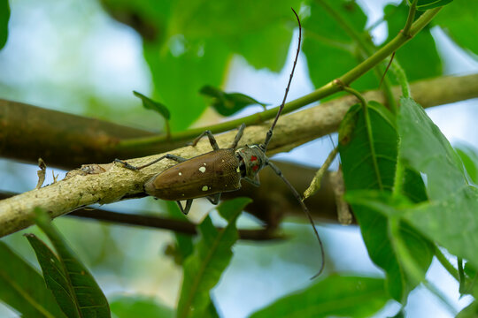 Big Insect from borneo island 