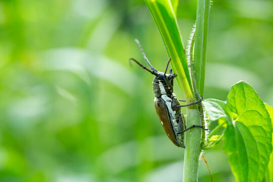 Big Insect from borneo island 