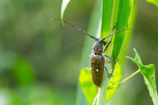 Big Insect from borneo island 