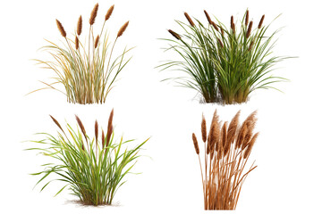 set of bulrush reeds isolated on transparent background - design element cut-out object