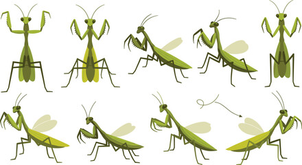Fototapeta premium Green praying mantis insect character set with different poses and wings for nature education and wildlife biology vector illustration.