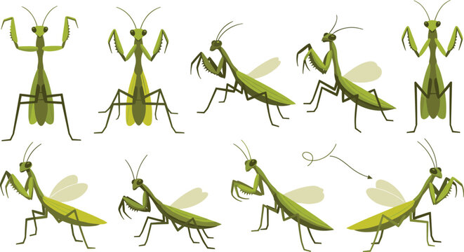 Green praying mantis insect character set with different poses and wings for nature education and wildlife biology vector illustration.