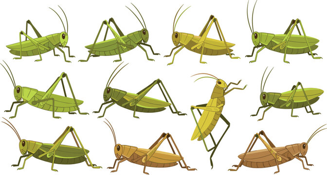Grasshopper Insect Character Set with Jumping and Crawling Poses, Green and Brown Variations Cartoon Bug Vector Illustration Collection for Nature and Biology Designs.