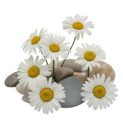 Obraz premium A beautiful bouquet of white daisies arranged in a circular pattern isolated on transparent background