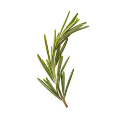 Fototapeta premium Single rosemary sprig isolated on black background