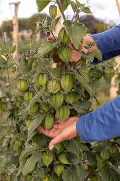 Person's hands gently touching and inspecting unripe green physalis fruits growing on a bushy plant, showing agricultural care and sustainable harvesting practices