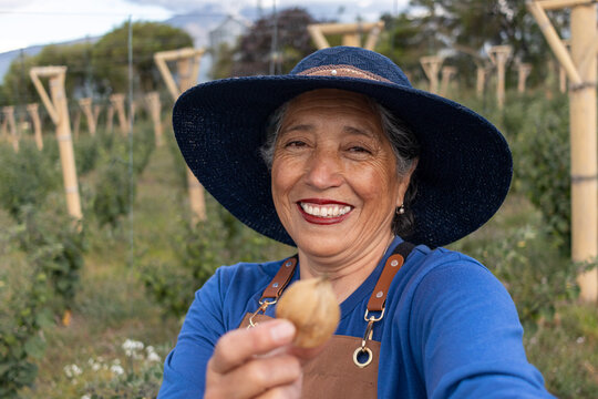 Senior female farmer smiling while holding a freshly harvested uchuva fruit in her sustainable agricultural field, representing organic farming and tradition