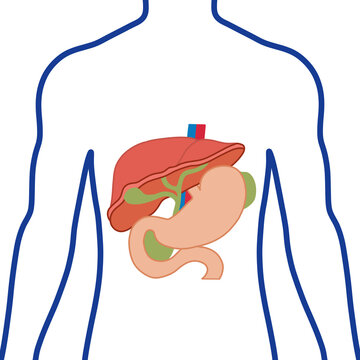 Human Digestive System Illustration with Liver and Stomach Anatomy in Body