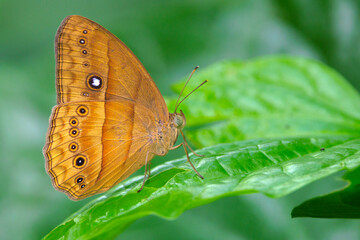 Cyclops Bushbrown butterfly with eyespots perching on green leaf