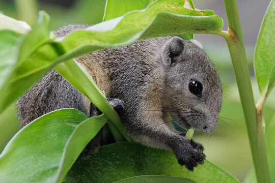 Squirrel eating green leaves in natural habitat