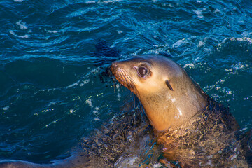 Obraz premium Inquisitive Australian fur seal (arctocephalus pusillus doriferus) at Seal Rocks, Phillip Island, Victoria, Australia 
