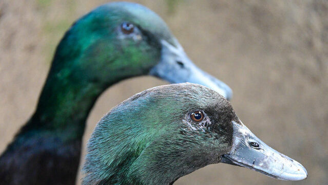 Close-up of Two Cayuga Ducks with Iridescent Green Feathers