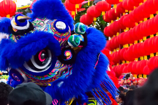 Close up view of a Chinese lion dance performance. A traditional symbol of prosperity, often seen in festivals, Chinese New Year, and cultural celebrations. half. red lanterns, lantern. Grebeg Sudiro.