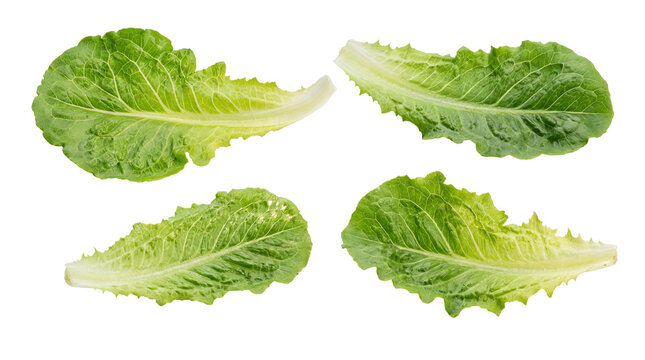 Crisp and fresh romaine lettuce leaves, a vibrant studio photograph isolated on transparent background.