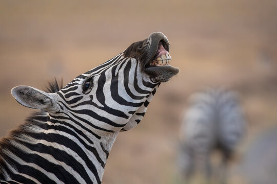 Close-up of a Plains zebra laughing or showing teeth with the flehmen response on the savanna in Kenya, Africa.