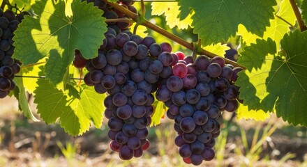 Naklejka premium Clusters of ripe purple grapes hanging from a vine with green leaves in a sunny vineyard setting outdoors