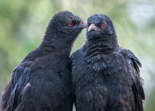 A pair of white-winged choughs (Corcorax melanorhamphos) tenderly preening each other in the rain, Australia 
