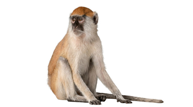 photograph of a patas monkey sitting and looking to the side against a transparent background.