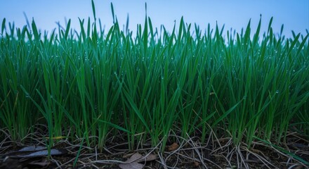 Fototapeta premium Lush green grass background in a field with a soft blue sky, close up