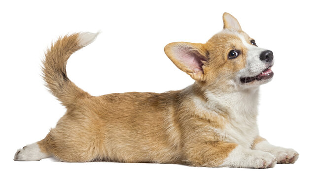 cute pembroke welsh corgi puppy lying down on a transparent background, looking up with an alert and curious expression, showcasing its adorable features.