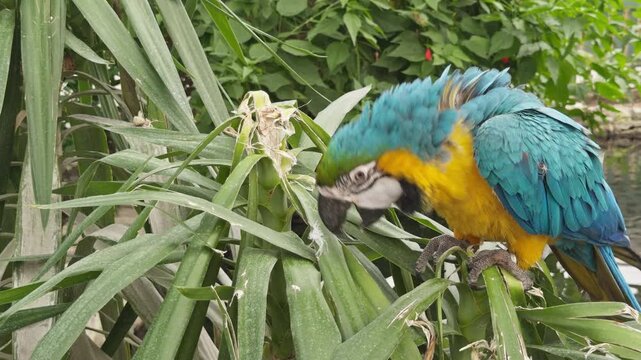 Vibrant Colorful Tropical Parrot Perched on a Branch in Natural Habitat