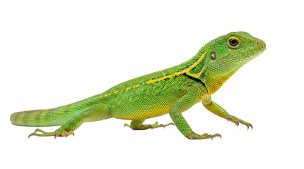 Fototapeta premium A vibrant green lizard with distinctive yellow markings walking, isolated on a transparent background for projects.