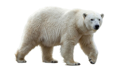 Powerful polar bear walking gracefully, a realistic photograph highlighting arctic wildlife and conservation efforts. © Emma