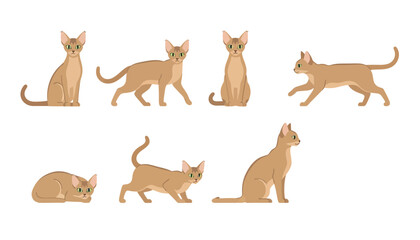 Fototapeta premium Set of Abyssinian Cat Vector Illustrations in Seven Diverse Poses Including Sitting Standing Walking Running and Stalking for Professional Pet Graphic Designs