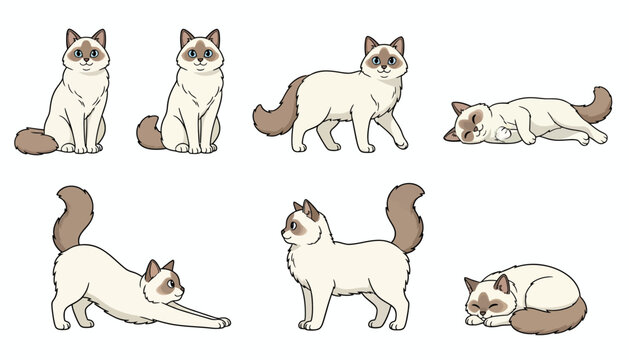 Cute Ragdoll cat character set in various poses including sitting, walking, stretching, and sleeping. Clean vector illustration isolated on white background.