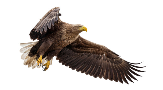 Majestic white-tailed eagle in powerful mid-flight, wings widely spread, isolated on a transparent background.