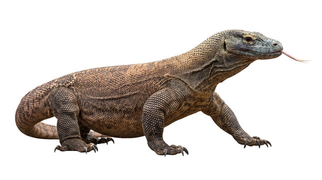 Majestic Komodo dragon photograph with extended tongue, isolated on a transparent background, ready for design projects.
