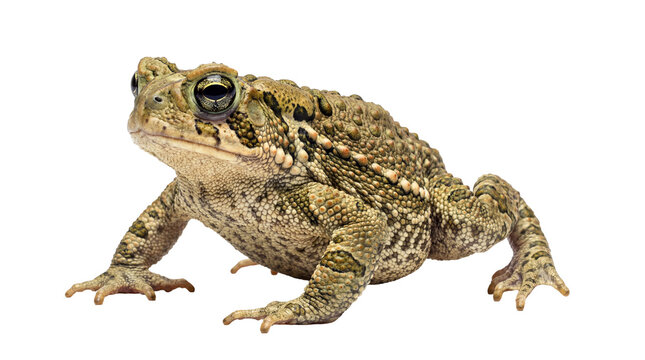 An isolated photograph of a common toad, showcasing its distinctive textured skin and prominent eyes against a clear.