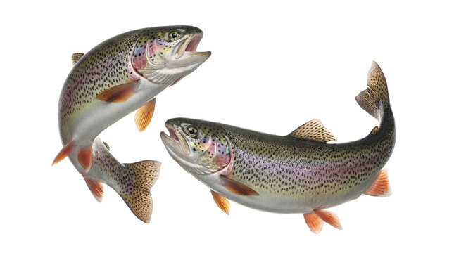 Striking photograph of two vibrant rainbow trout, actively swimming or leaping, isolated on a transparent background.