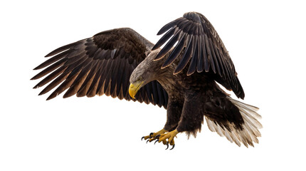 Fototapeta premium White-tailed eagle mid-descent, wings raised, talons extended, isolated on transparent background.