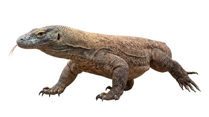 Fototapeta premium Komodo dragon, largest lizard, side profile on transparent, showcasing scaly skin, powerful build, and ancient features.