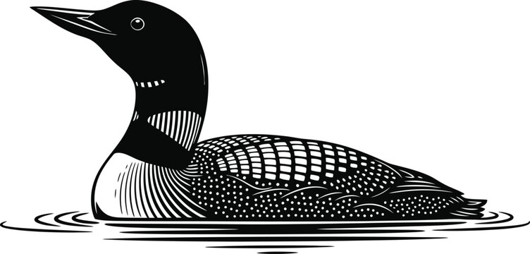 Detailed black and white woodcut style illustration shows a common loon bird swimming calmly on water ripples.