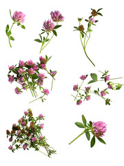 Red Clover Flowers and Green Leaves Collection.set of red clover (Trifolium pratense) flowers with green leaves, displayed in various arrangements. The blossoms are pinkish-purple and spherical.