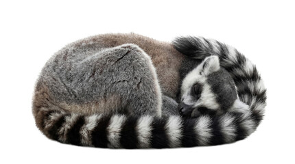 A peaceful ring-tailed lemur sleeping soundly, curled into a tight ball, its distinctive striped tail visible. © Kathryn